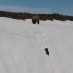 Baby bear tries to reach its mom by climbing a treacherous snow mountain, video goes viral – Watch | Trending & Viral News